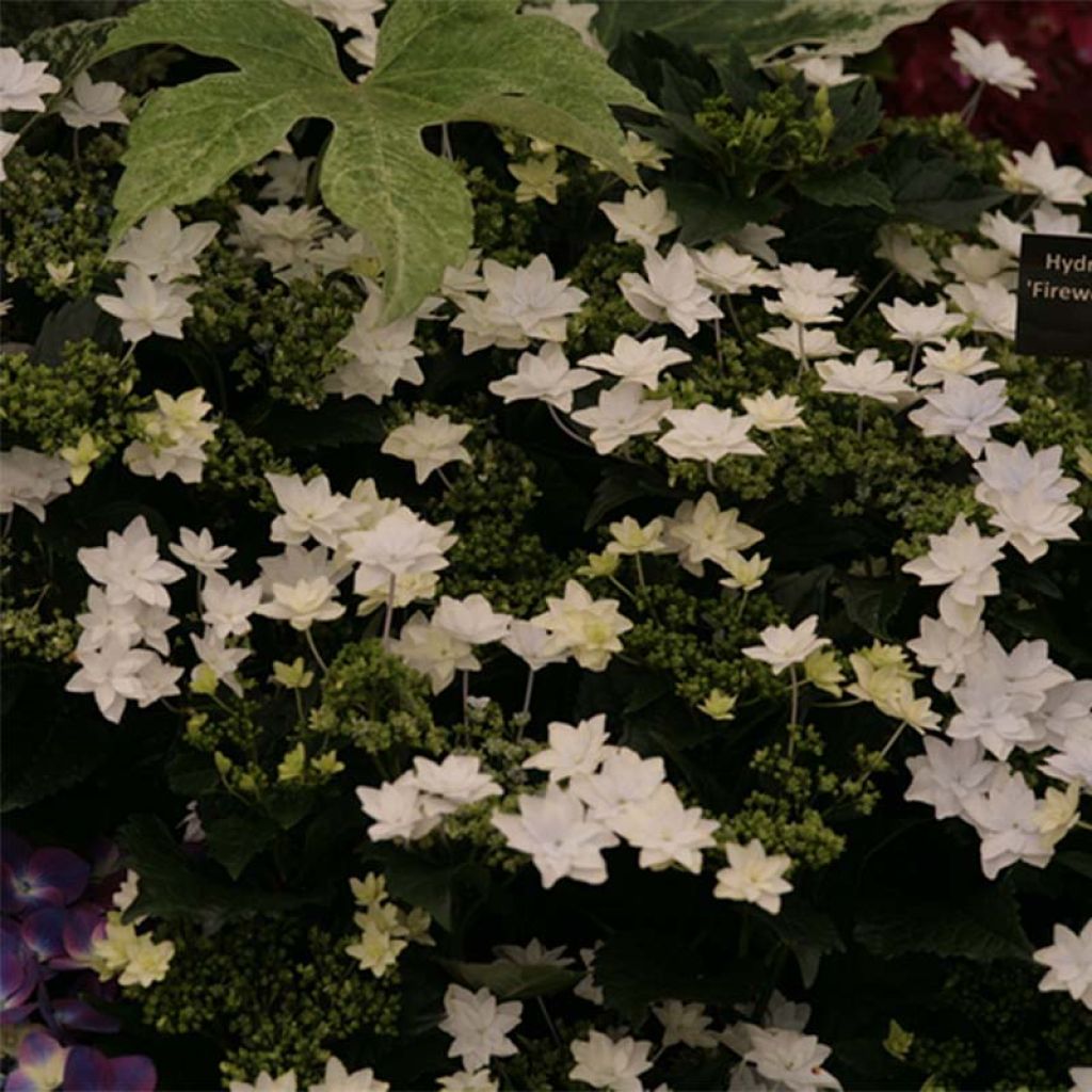 Hydrangea macrophylla Hovaria Fireworks White
