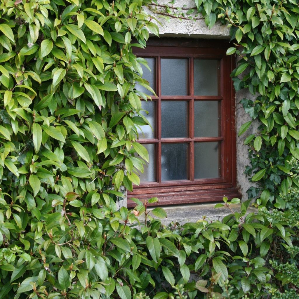 Hydrangea seemanii - Climbing Hydrangea