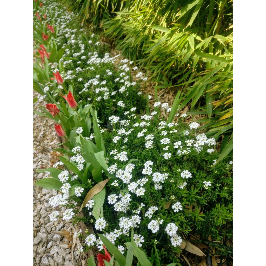 Iberis sempervirens Weisser Zwerg