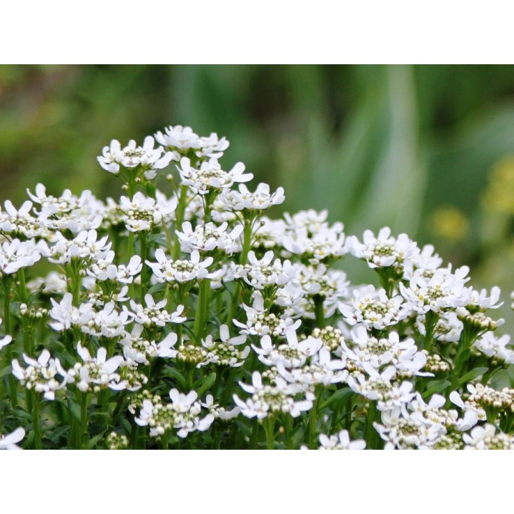 Iberis sempervirens Weisser Zwerg