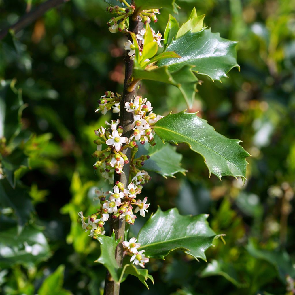 Ilex meserveae Hecken Star - Blue Holly
