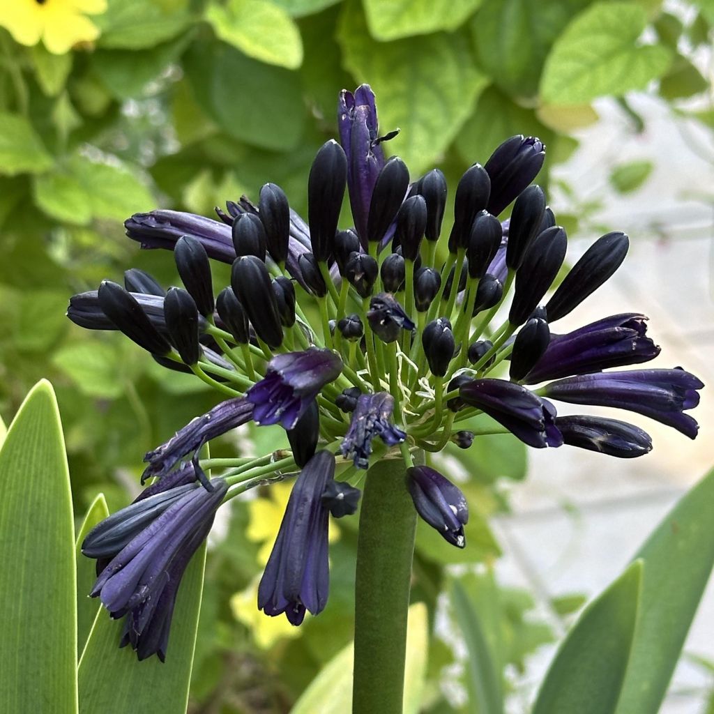 Agapanthus inapertus subsp. pendulus Black Magic