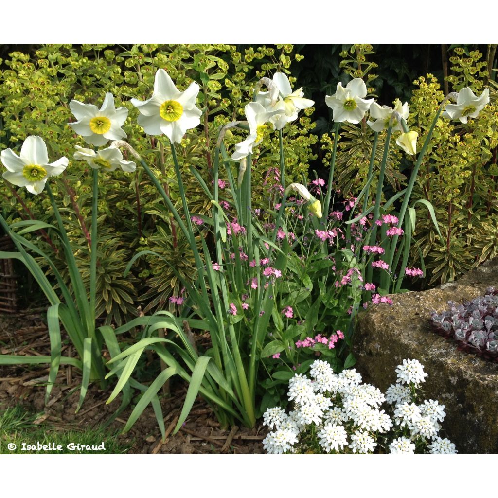 Narcissus Sinopel - Daffodil