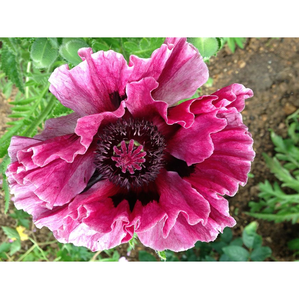 Papaver orientale Manhattan - Oriental Poppy
