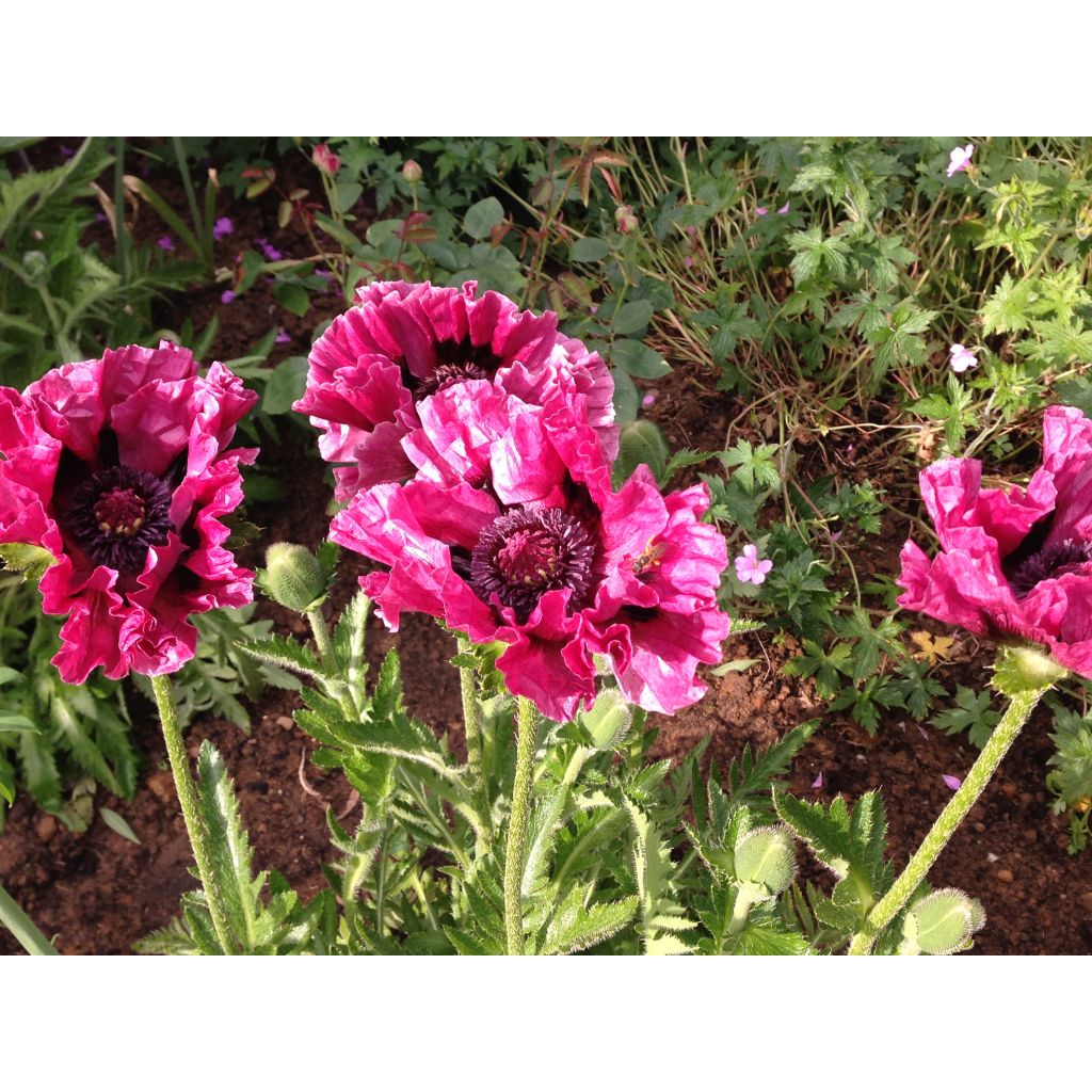 Papaver orientale Manhattan - Oriental Poppy