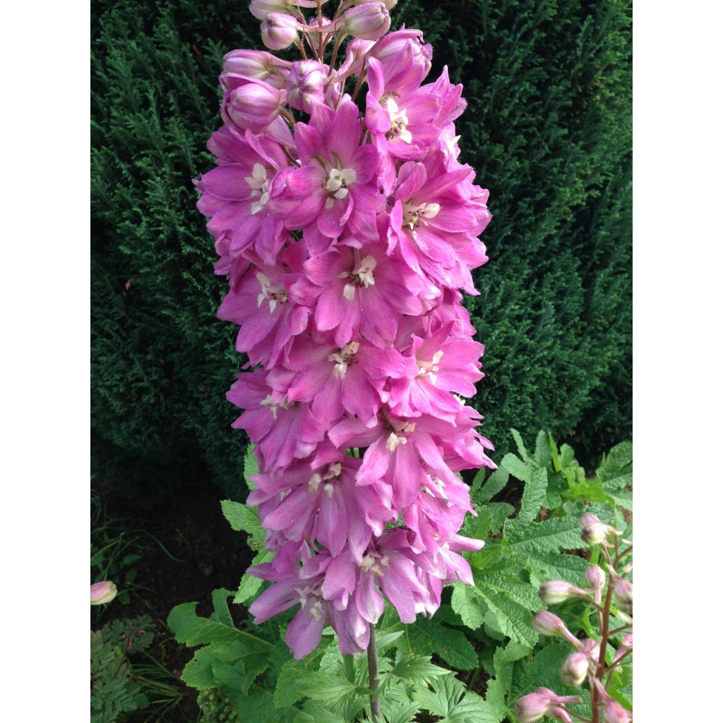Delphinium Astolat Group - Larkspur