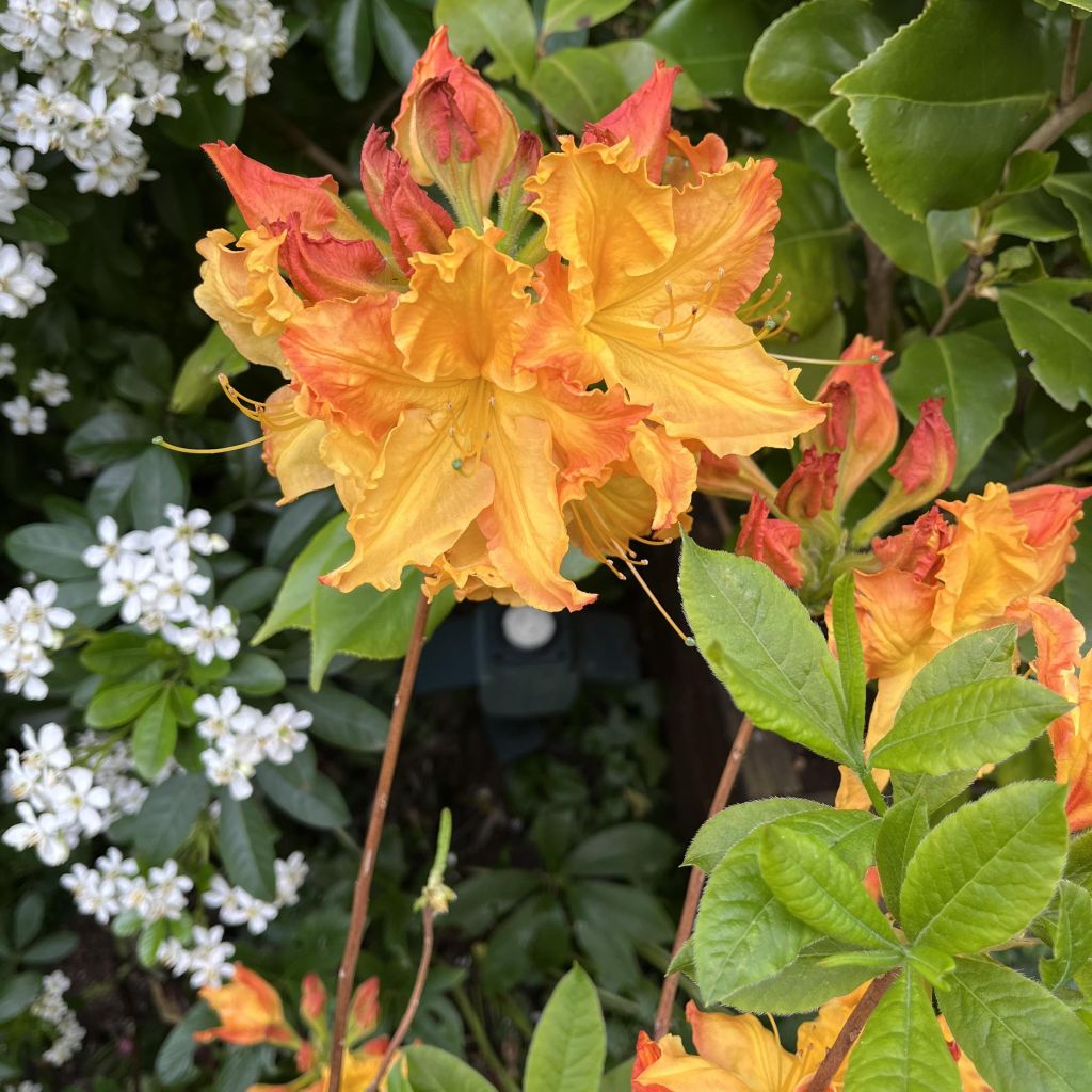 Azalea mollis Demoiselles de Boutiguery Idylla