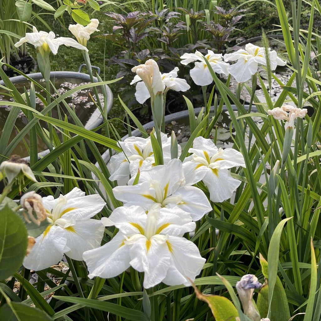 Iris ensata White Ladies - Japanese Water Iris