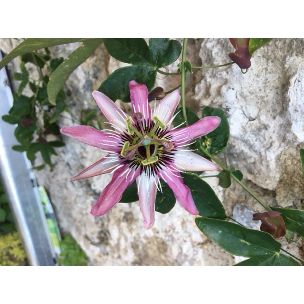 Passiflora Victoria- Passion Flower