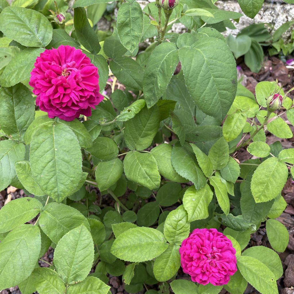 Rosa x damascena - damask rose