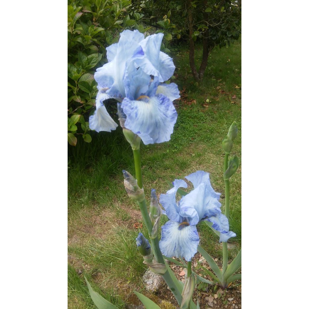 Iris germanica Gnu Blues - Bearded Iris
