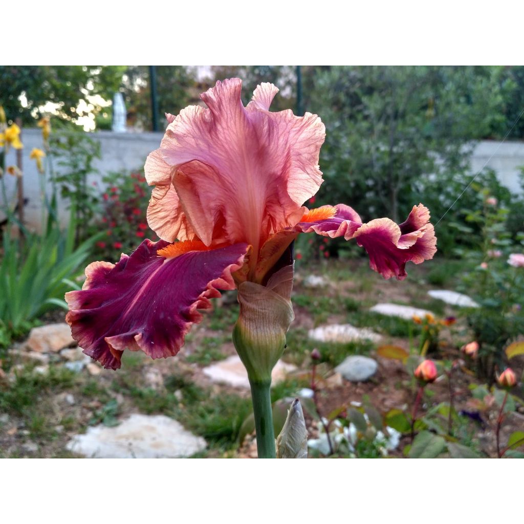 Iris germanica Impressionist - Bearded Iris