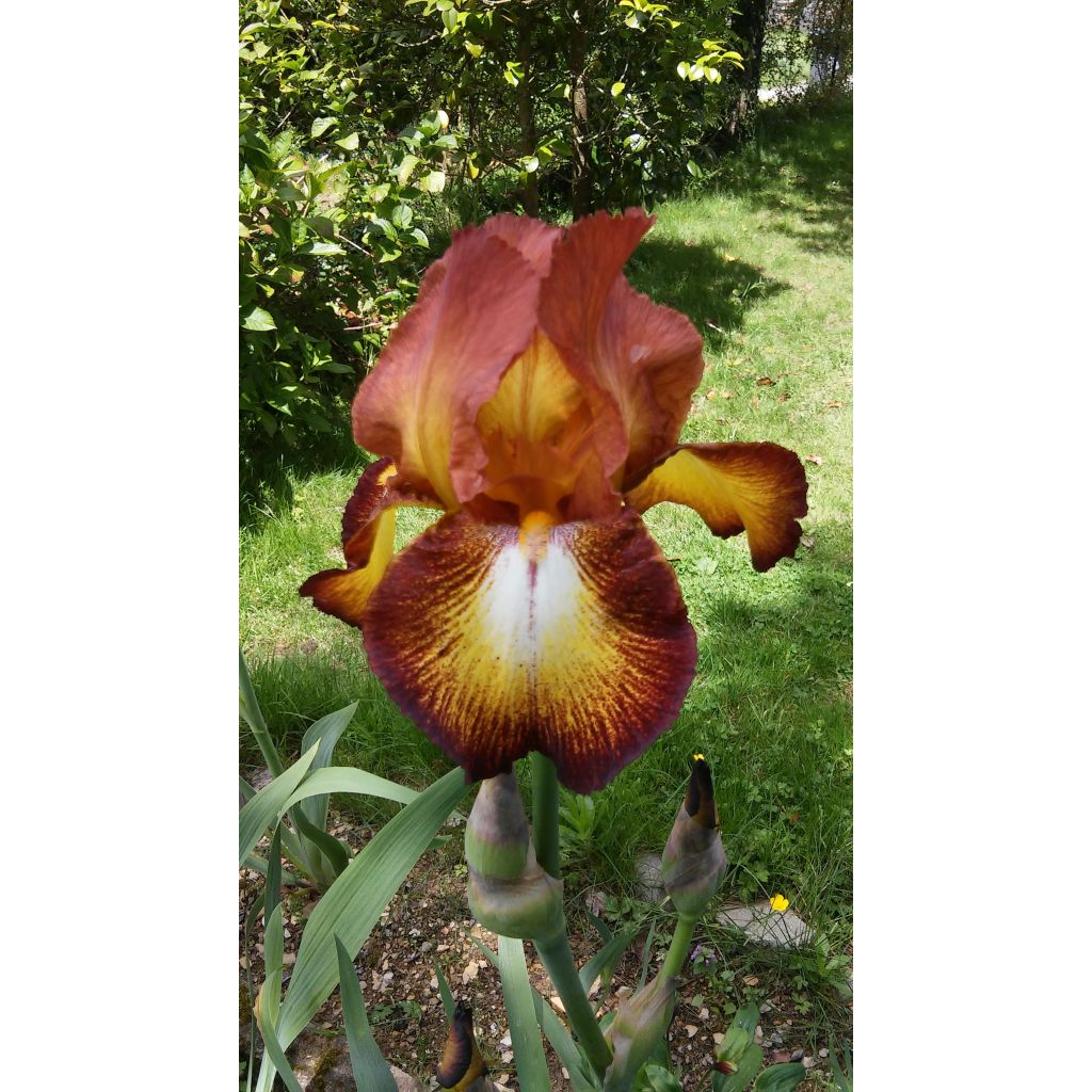 Iris germanica Innocent Star
