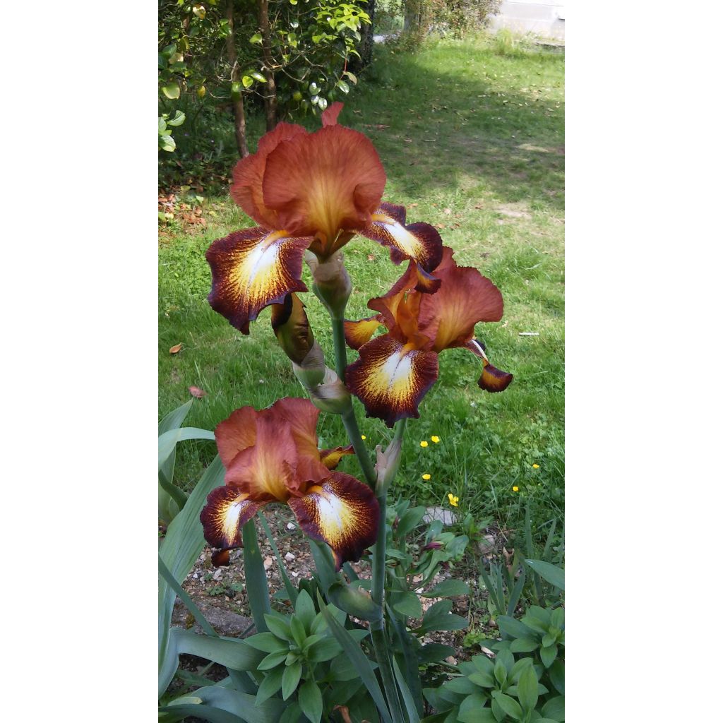 Iris germanica Innocent Star