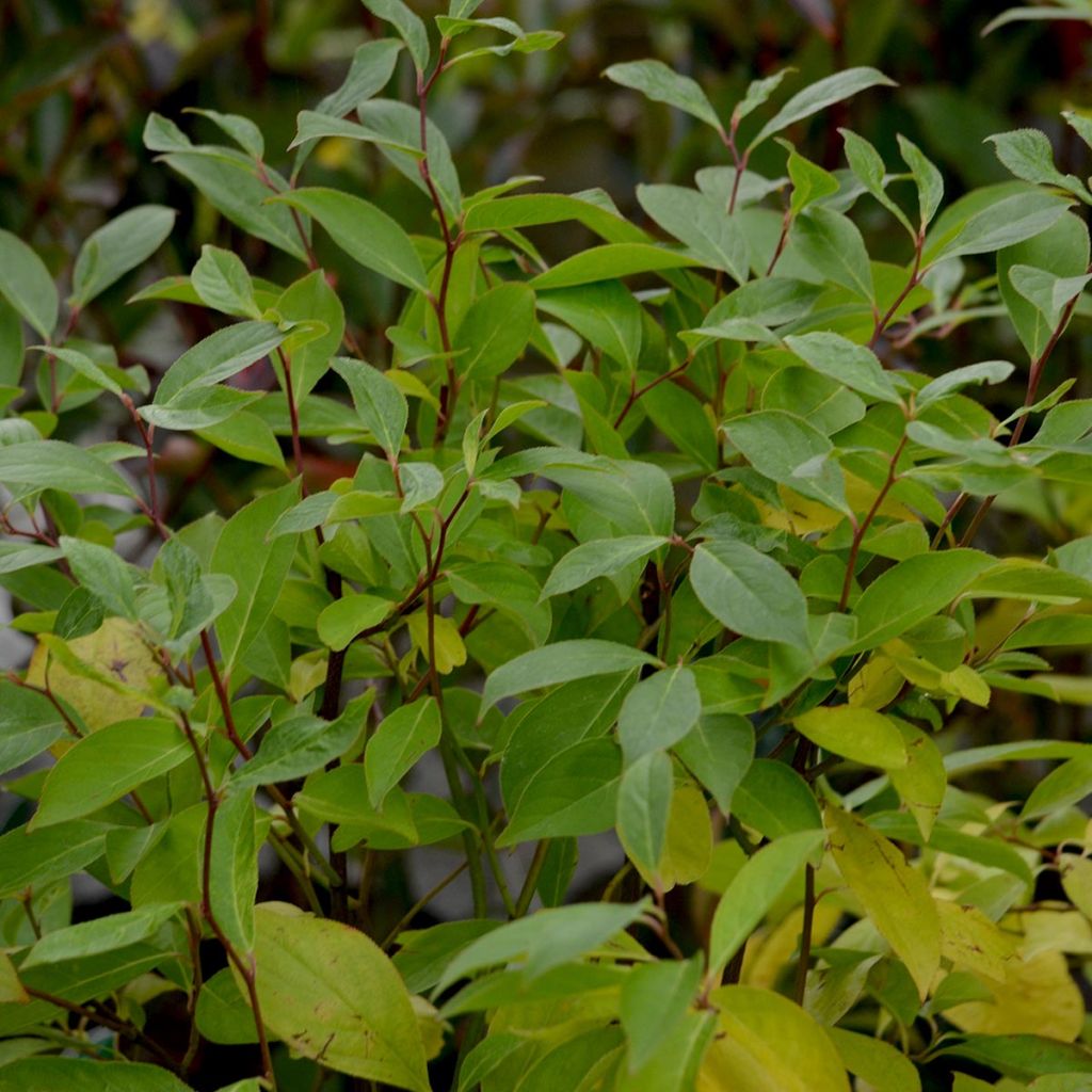 Itea virginica Little Henry