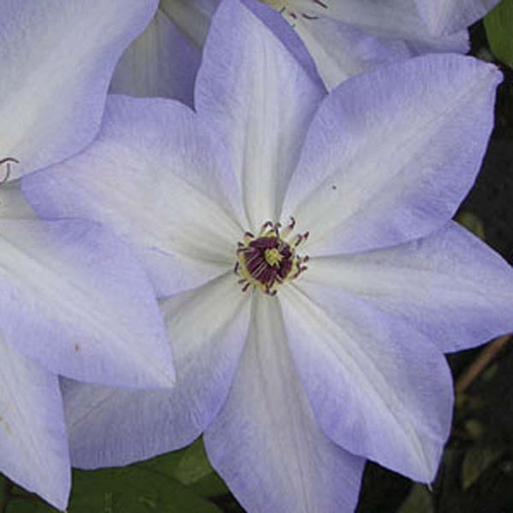Clematis x jackmanii Ivan Olsson