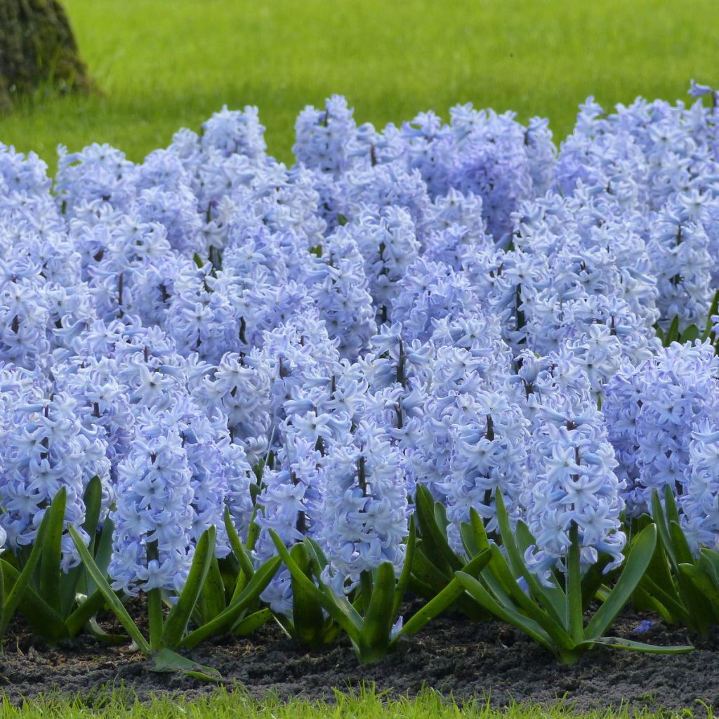 Hyacinthus Blue Eyes - Garden Hyacinth