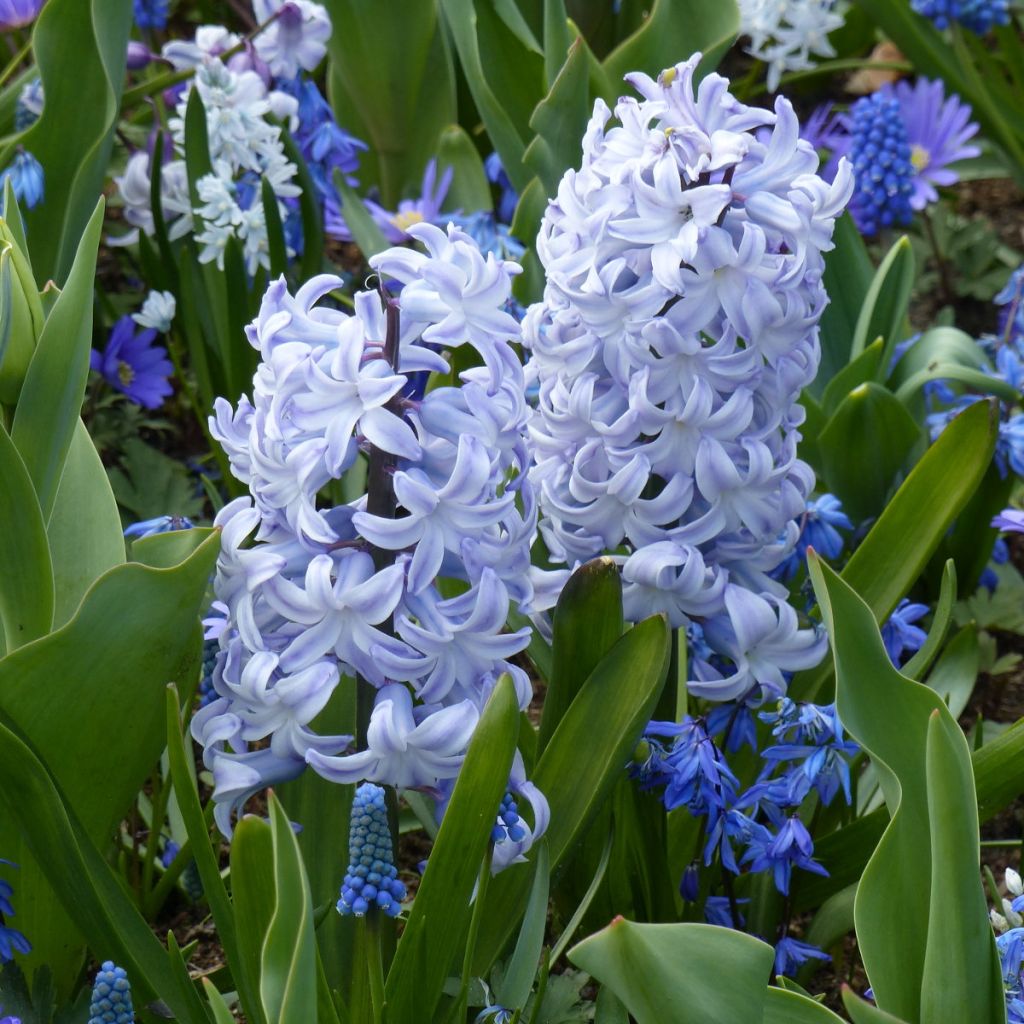 Hyacinthus Blue Eyes - Garden Hyacinth