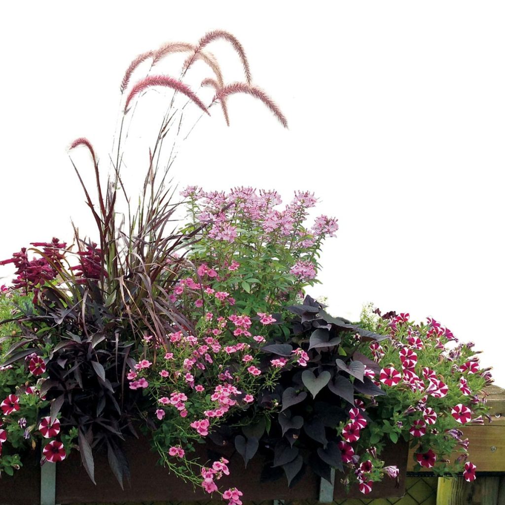 Rose Planter Collection - 7 varieties of annuals
