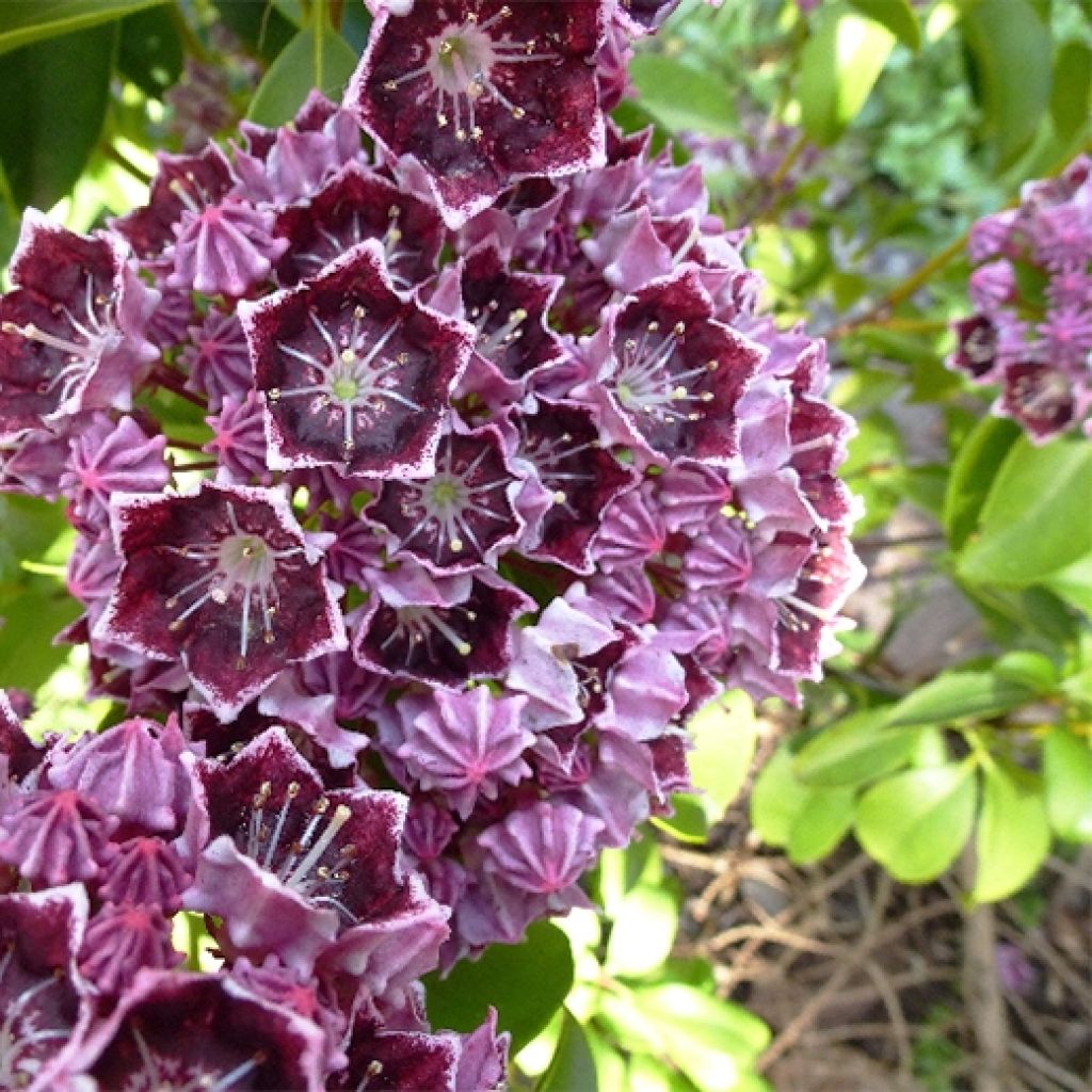 Kalmia latifolia Latchmin - Mountain Laurel