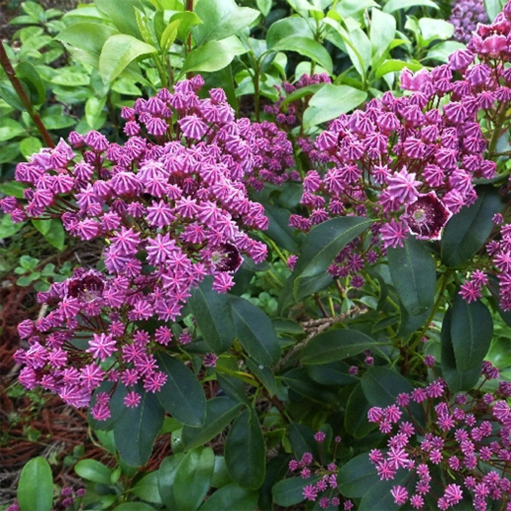 Kalmia latifolia Latchmin - Mountain Laurel