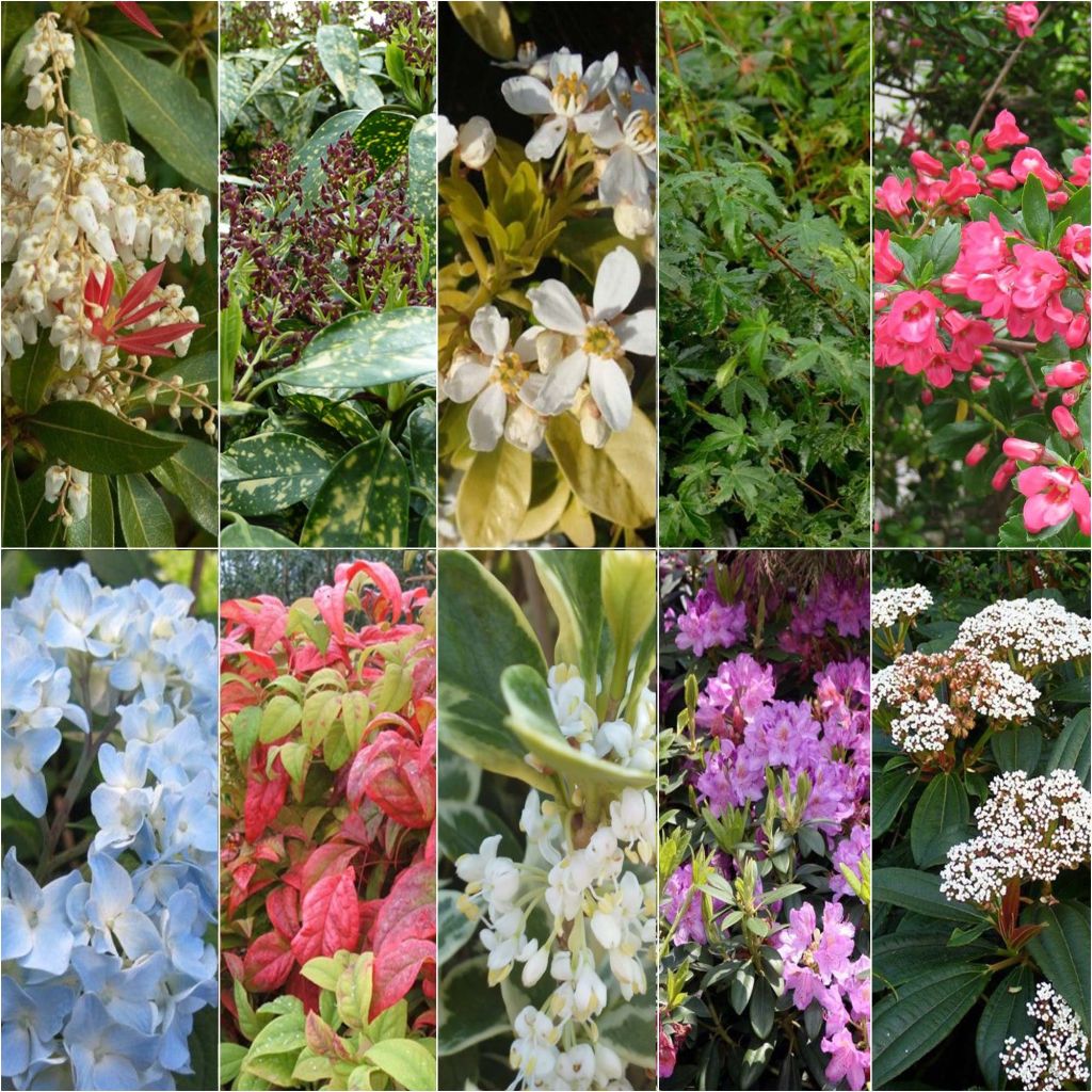 Shade-loving Flowering Eco Hedge Collection