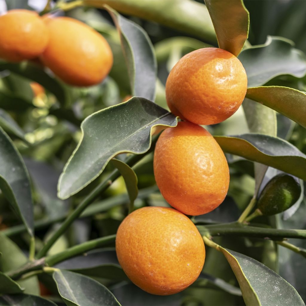 Oval-fruited Kumquat - Fortunella margarita