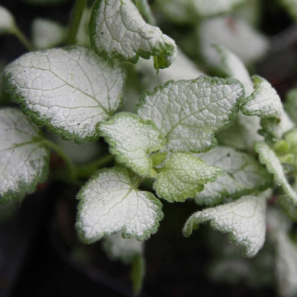 Lamium maculatum Red Nancy - Spotted Deadnettle