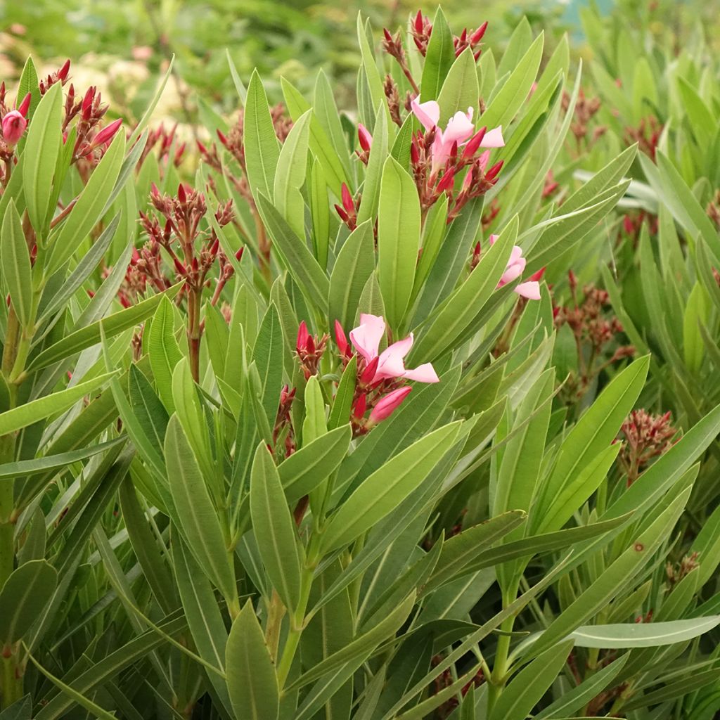 Nerium oleander Magaly