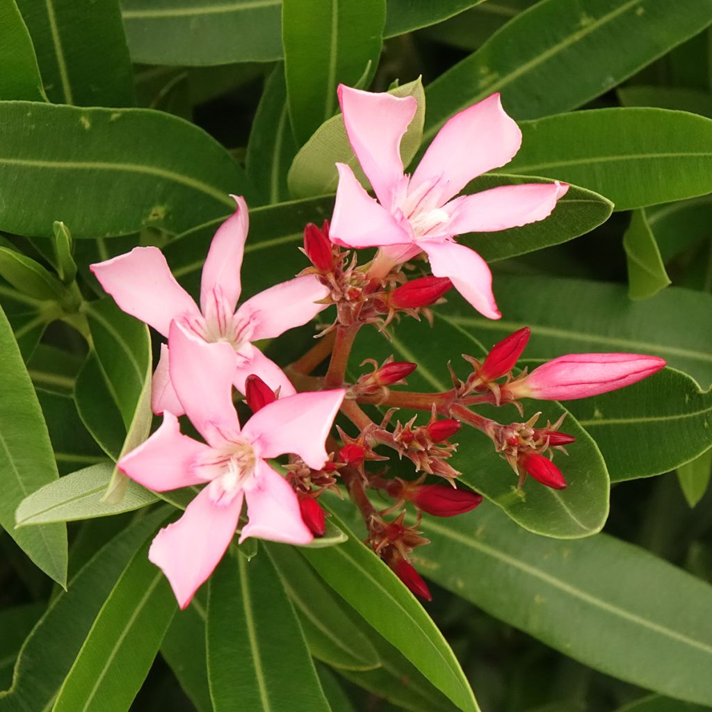 Nerium oleander Magaly