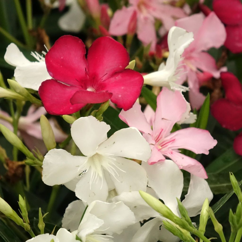 Nerium oleander tricolour pot - Laurier-rose