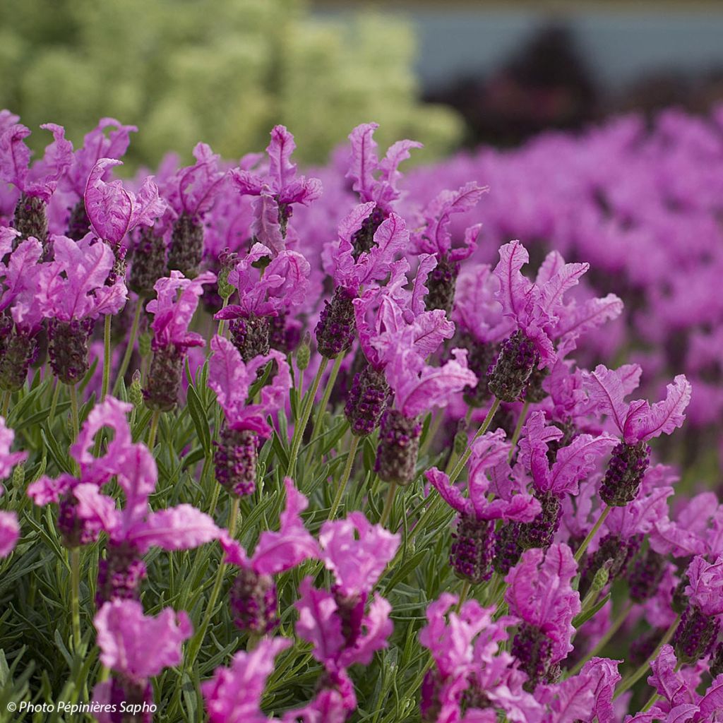 Lavandula stoechas The Princess - French Lavender