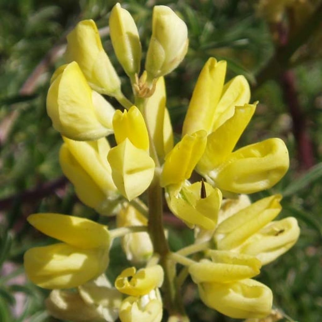Lupinus arboreus