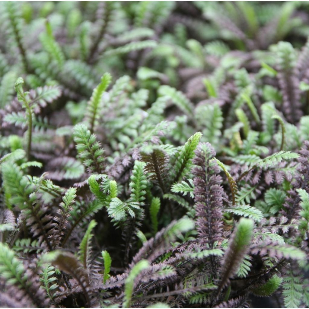 Leptinella squalida Platts Black