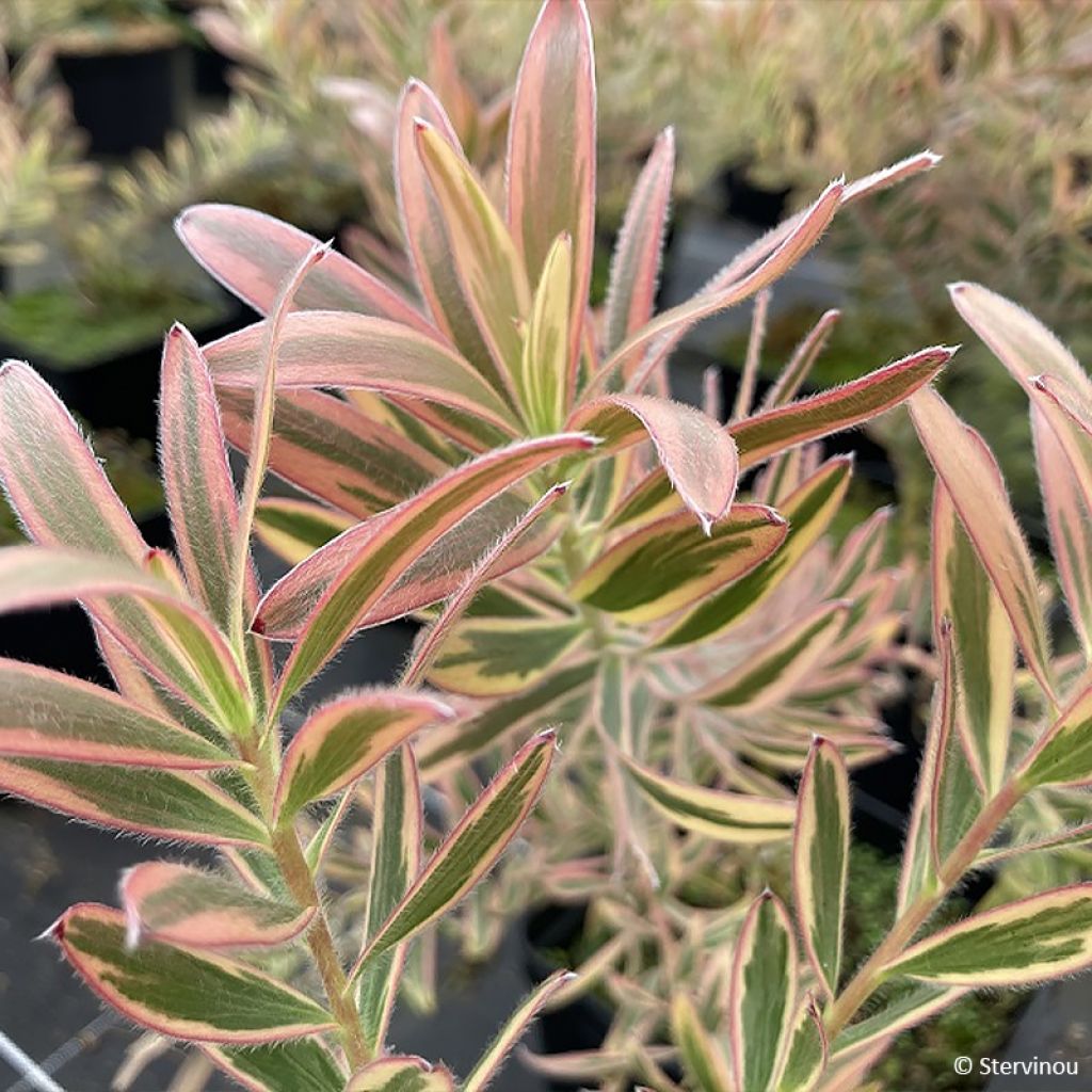 Leucadendron Safari Sunshine - Conebush