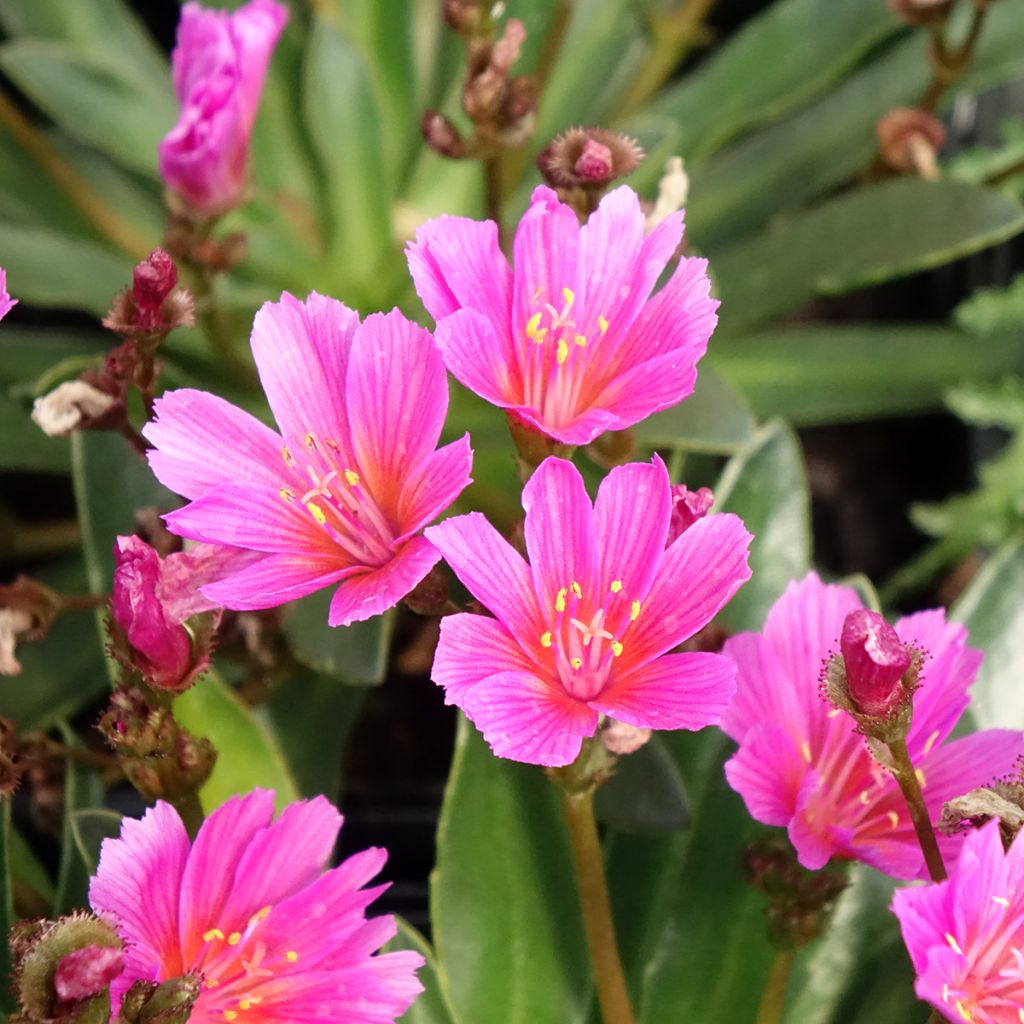 Lewisia Little Raspberry - Siskiyou lewisia