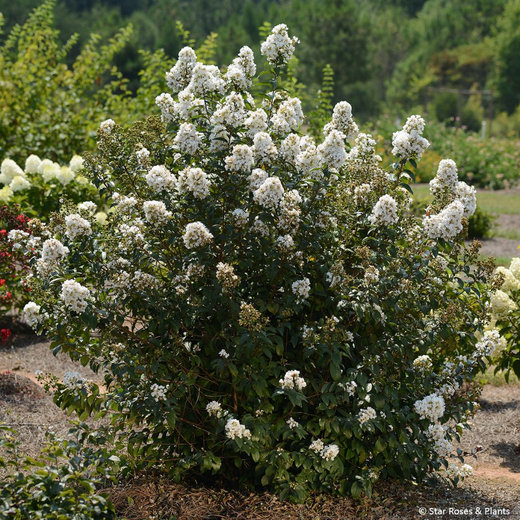 Lagerstroemia Enduring White - Crape Myrtle