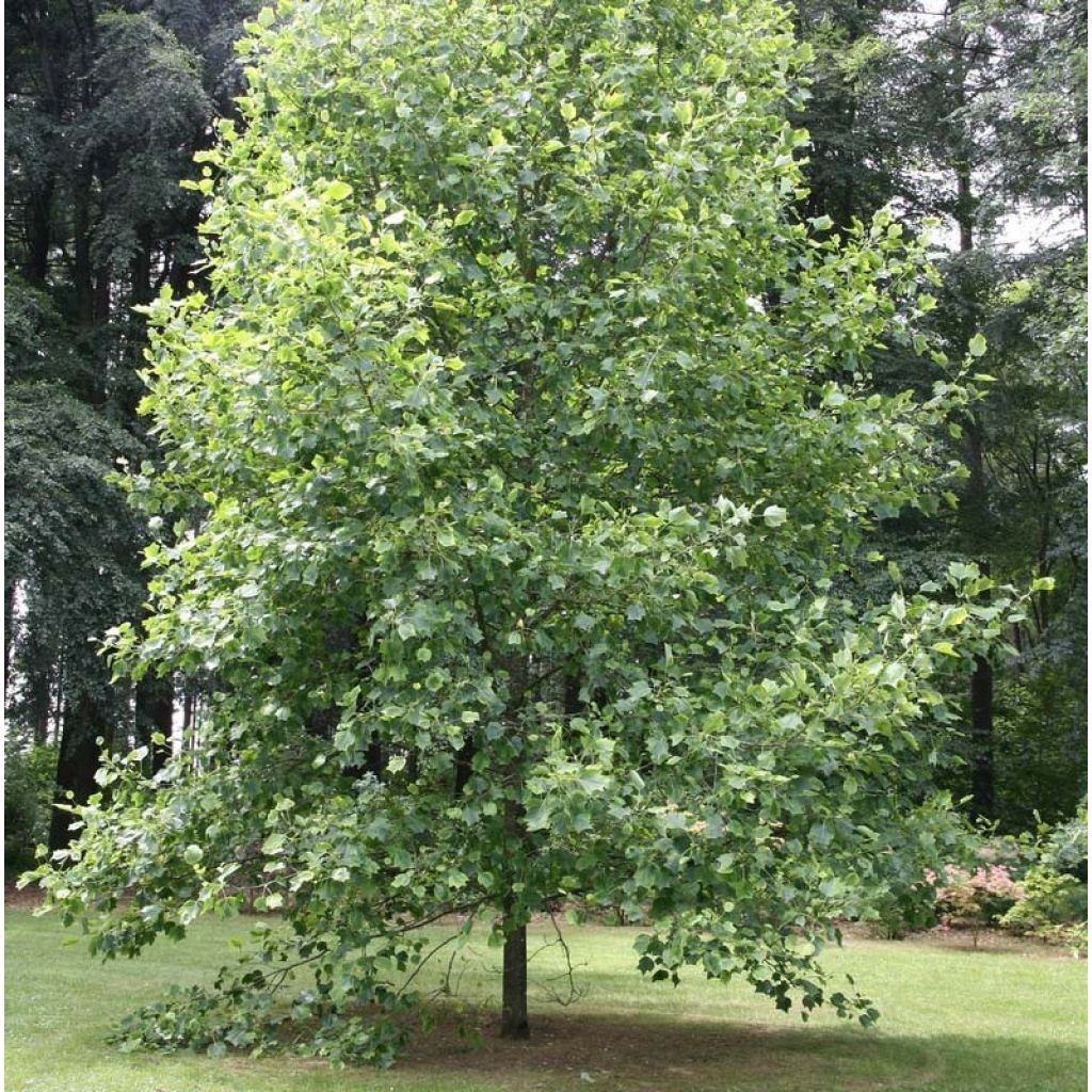 Liriodendron tulipifera Aureomarginatum - Tulip Tree