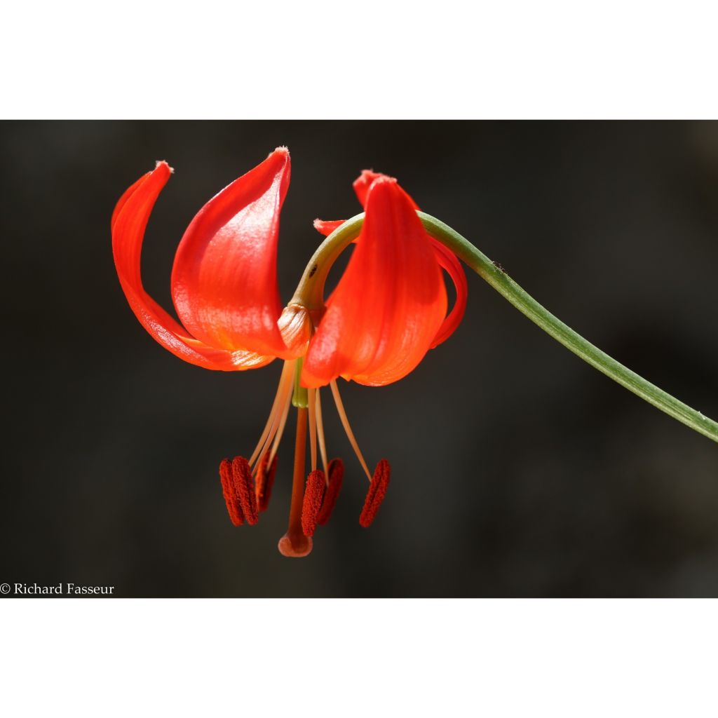 Lilium pumilum - Lily