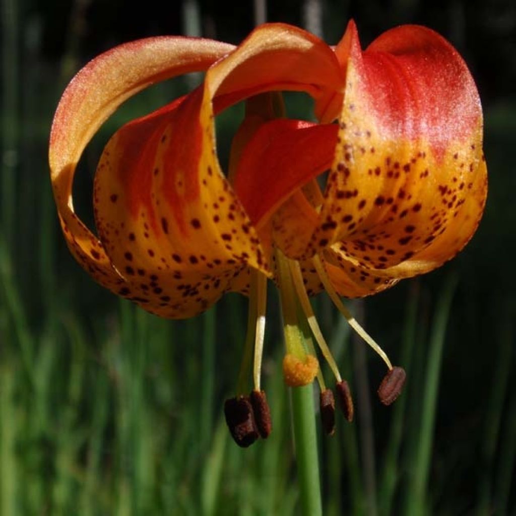 Lilium pardalinum 