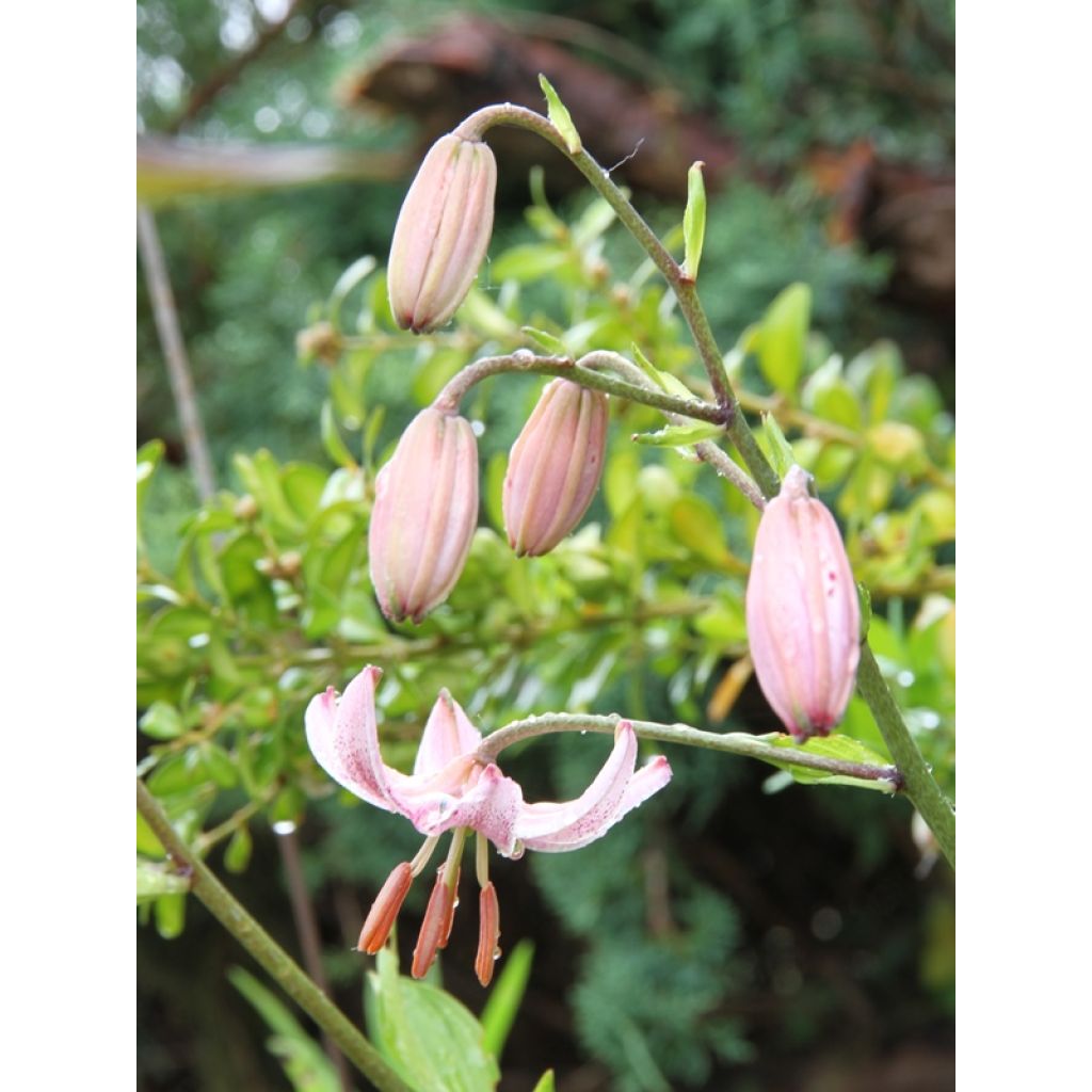 Lilium Pink Morning