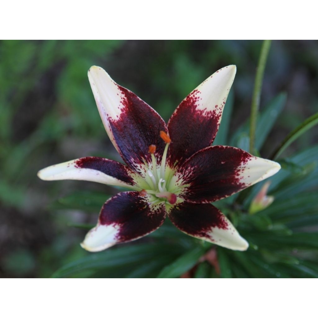 Lilium Netty's Pride