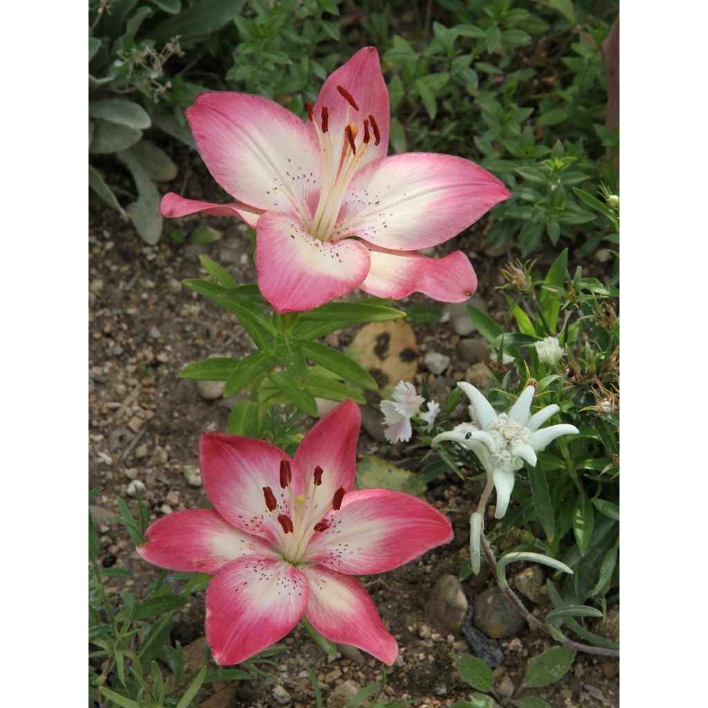 Lilium Pink Pixie