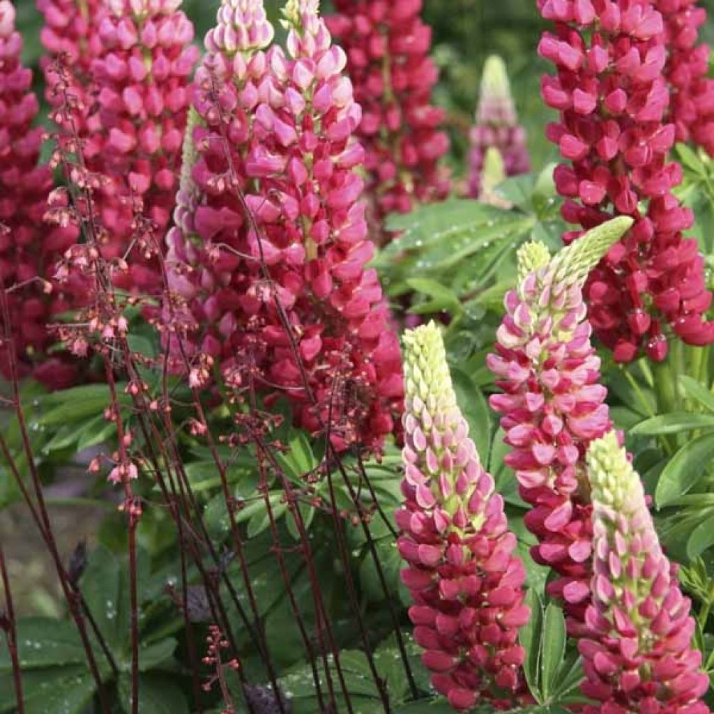 Lupinus Gallery Red