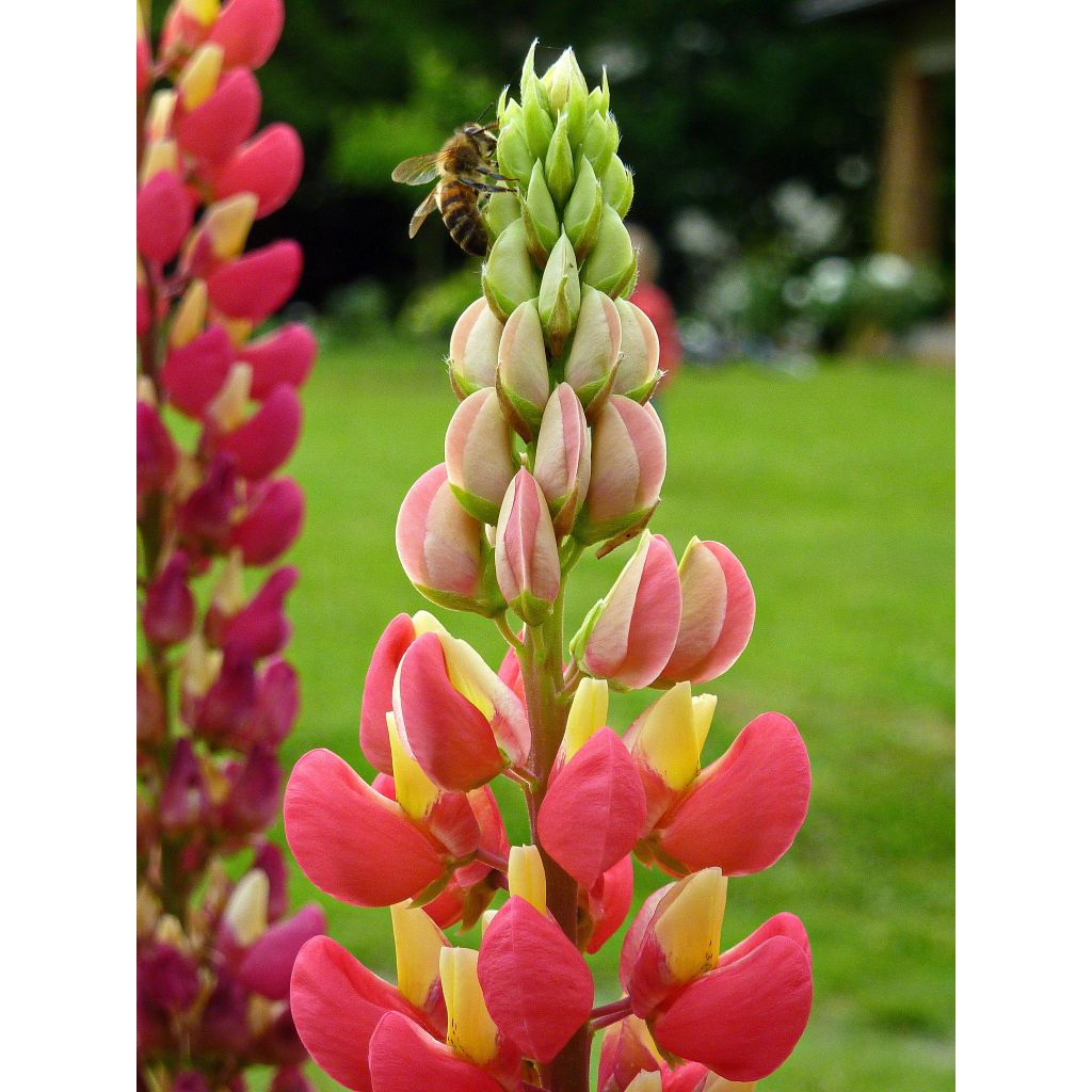 Lupinus polyphyllus West Country Tequila Flame