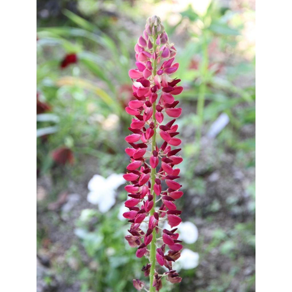 Lupinus polyphyllus Russell Hybrids Mix