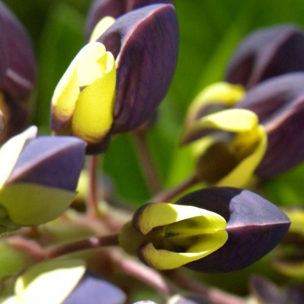 Lupinus West Country Manhattan Lights