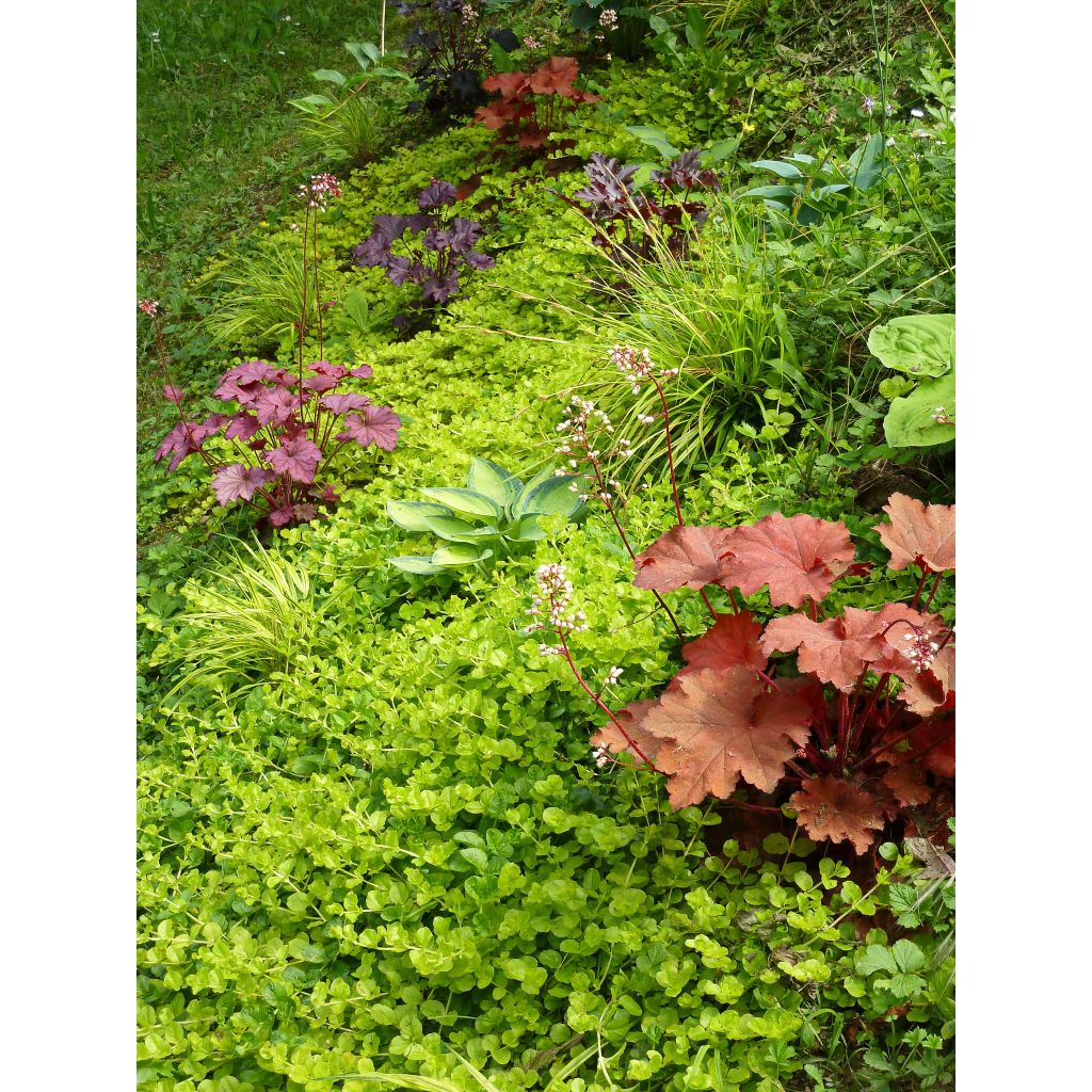 Lysimachia nummularia Aurea - Creeping Jenny
