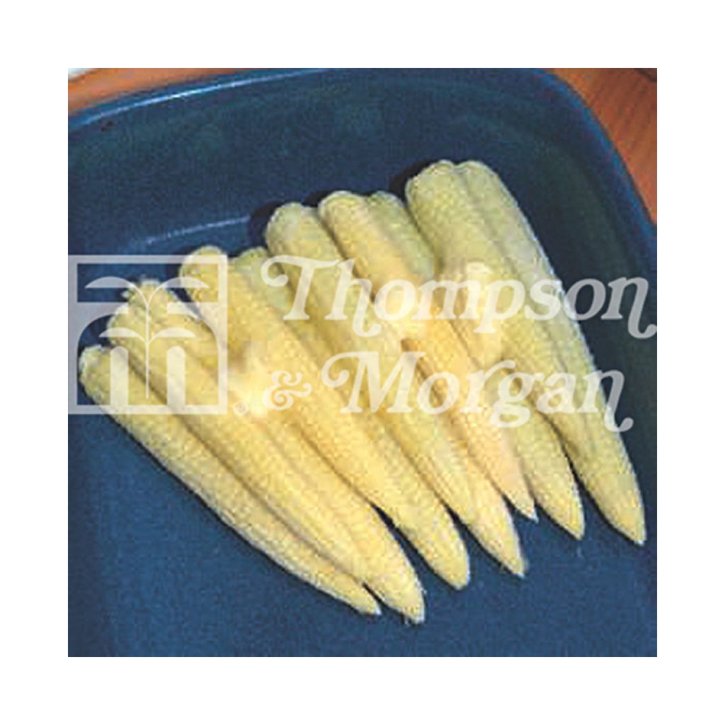 Mini sweetcorn Snobaby - Zea mays