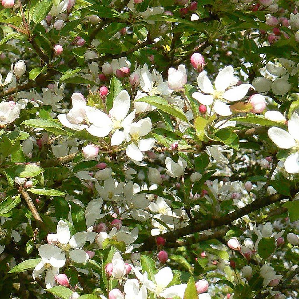 Malus Comtesse de Paris - Crab Apple